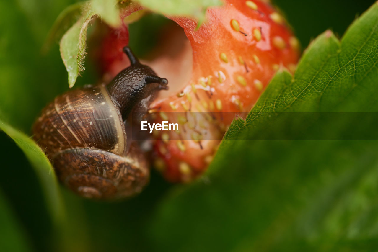 CLOSE-UP OF SNAILS ON PLANT