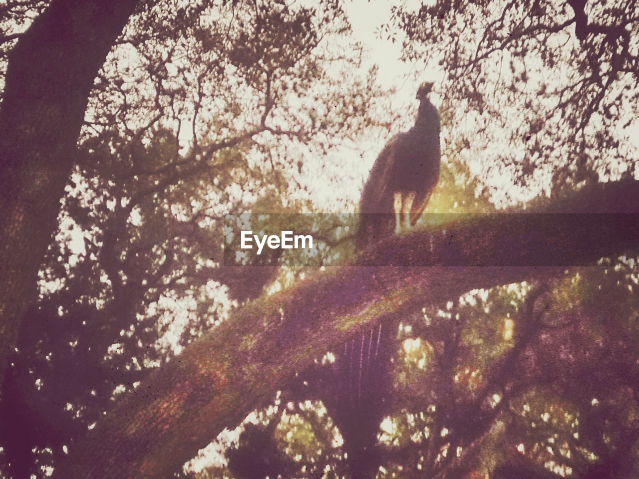 LOW ANGLE VIEW OF BIRDS ON TREE