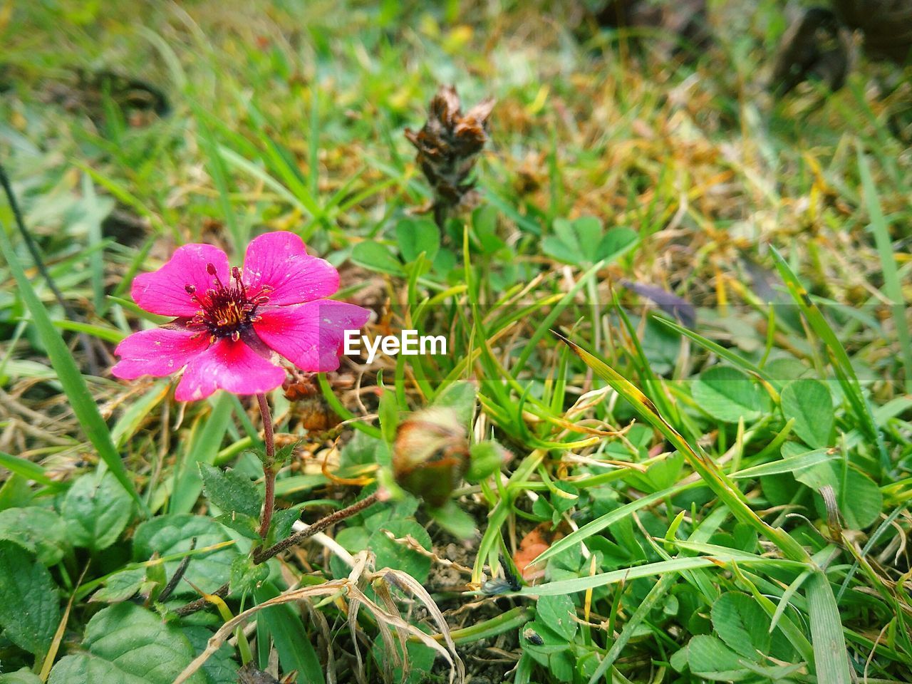 PINK FLOWER BLOOMING ON FIELD