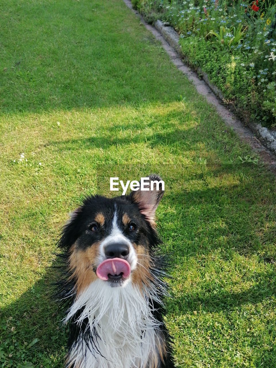 PORTRAIT OF A DOG ON FIELD BY LAND