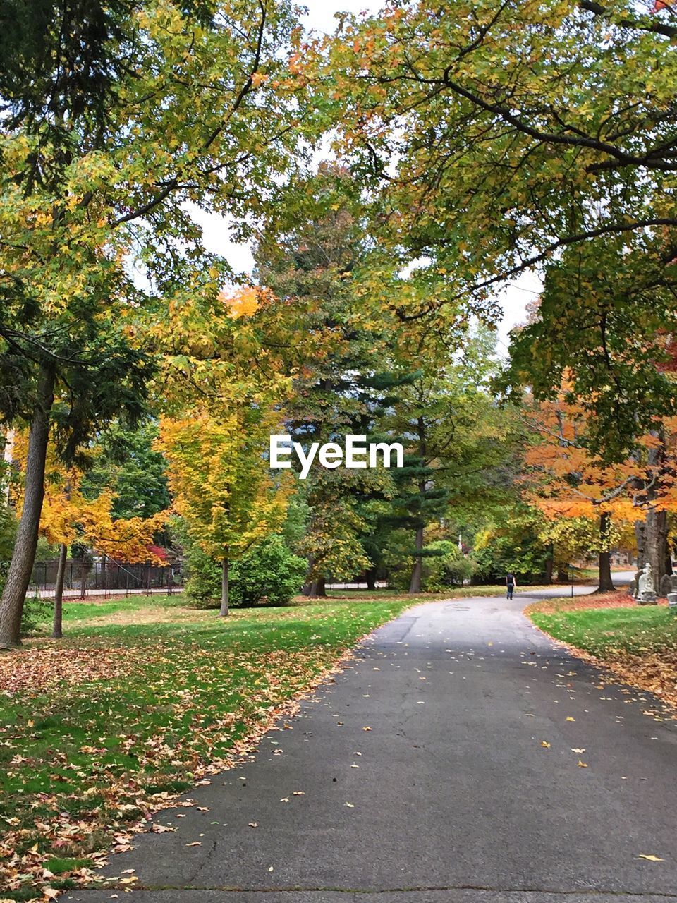 ROAD AMIDST AUTUMN TREES