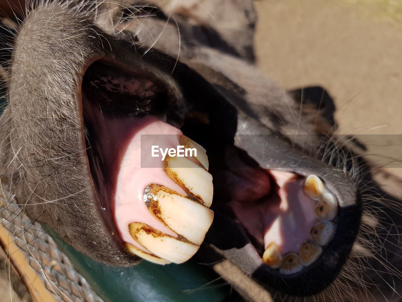 Close-up of horse with open mouth 