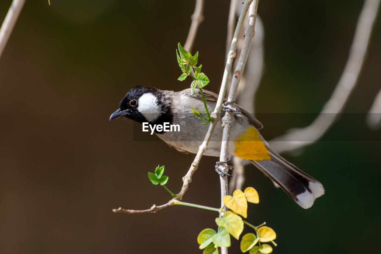 close-up of bird perching outdoors