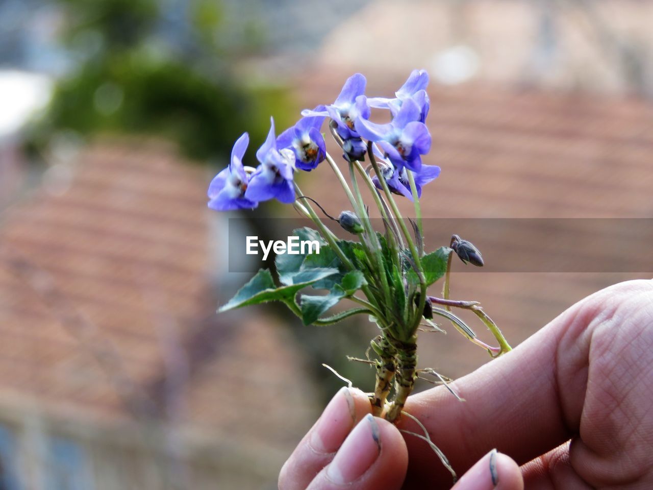 CLOSE-UP OF HAND HOLDING FLOWERING PLANT