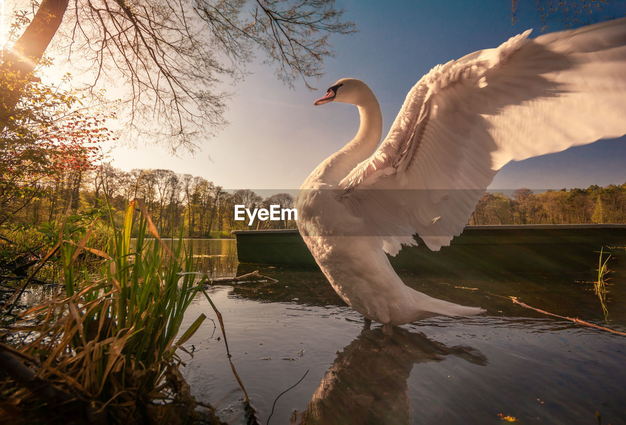 VIEW OF SWAN IN LAKE