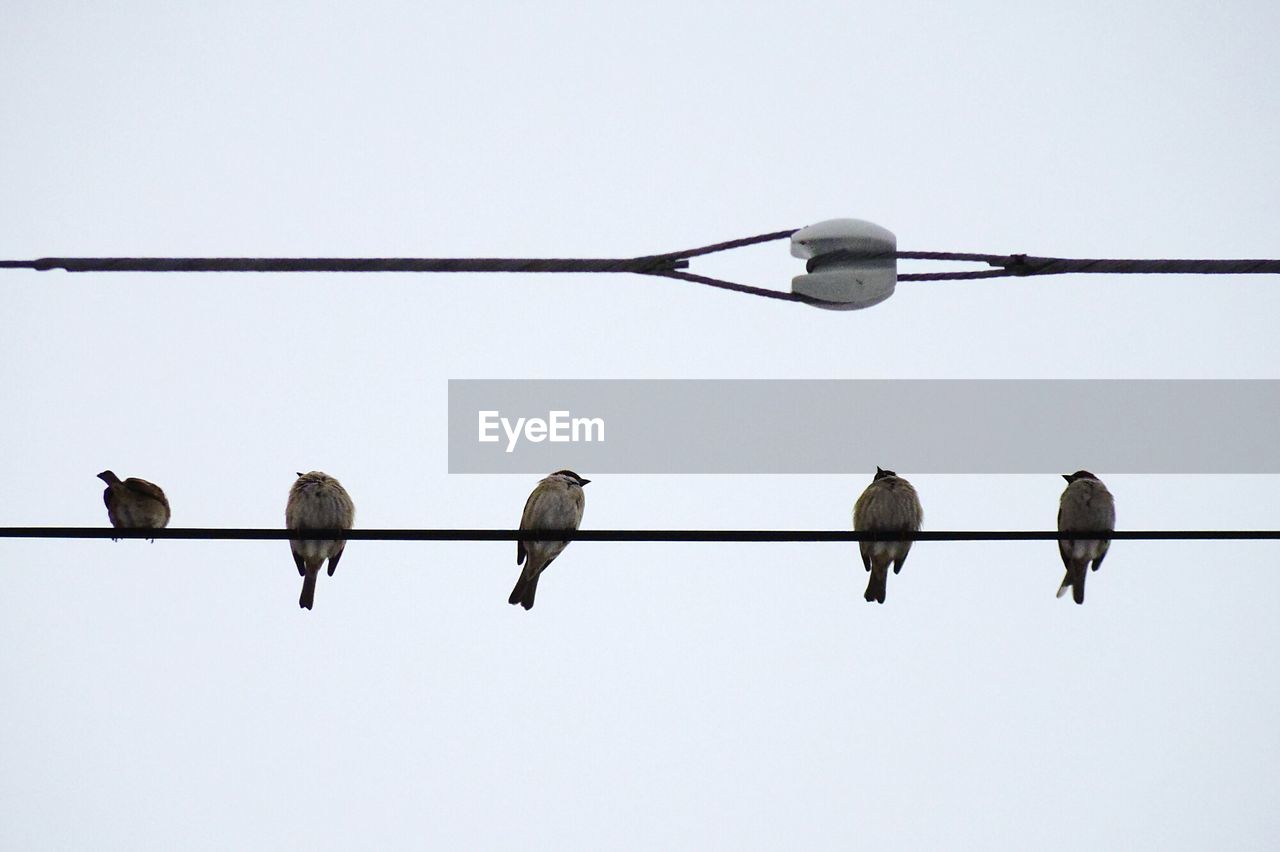 Low angle view of birds perching on cable against clear sky