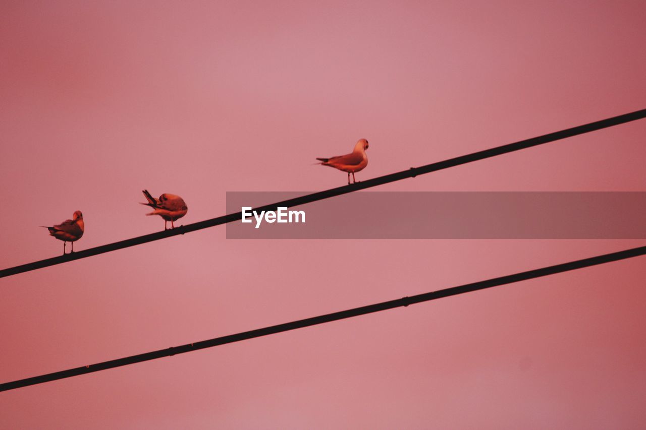 Low angle view of birds perching on power line