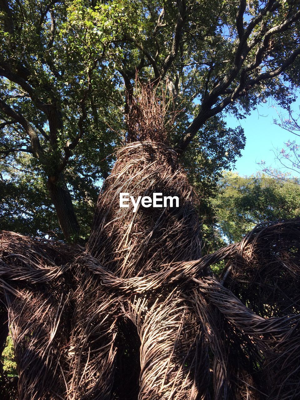 LOW ANGLE VIEW OF TREE AGAINST SKY