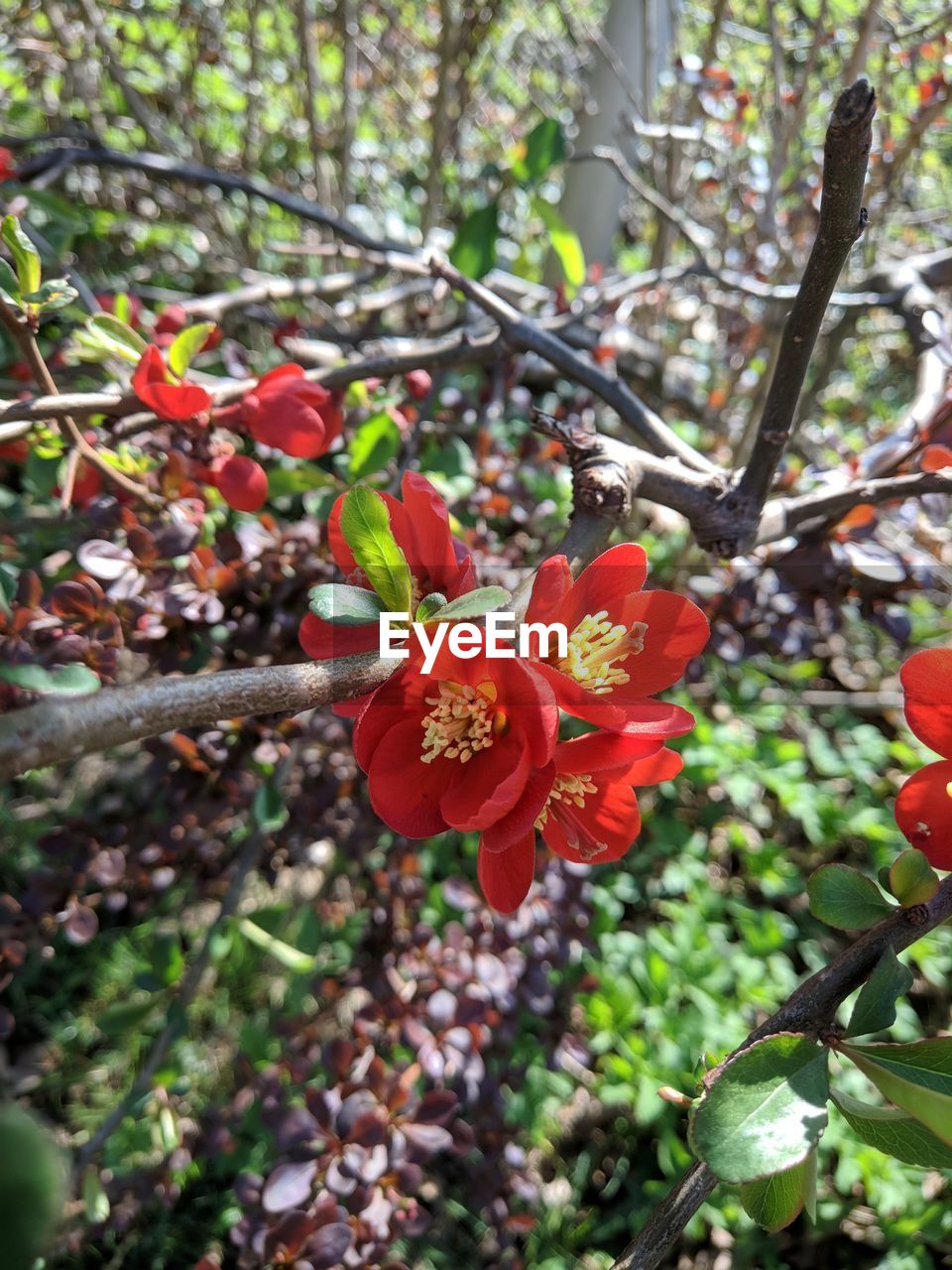 CLOSE-UP OF RED ROSE FLOWERS