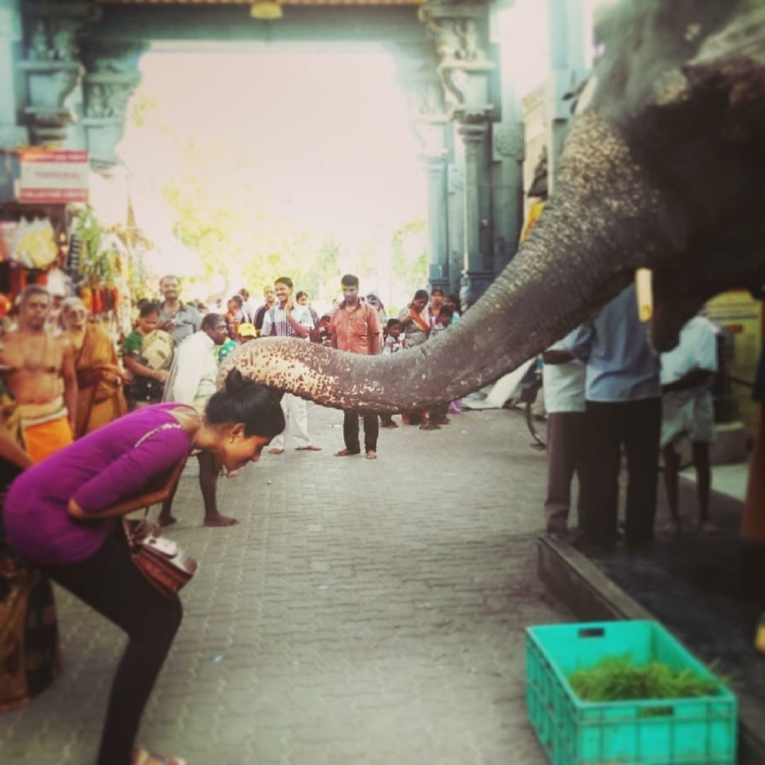 Side view of woman taking blessings from elephant