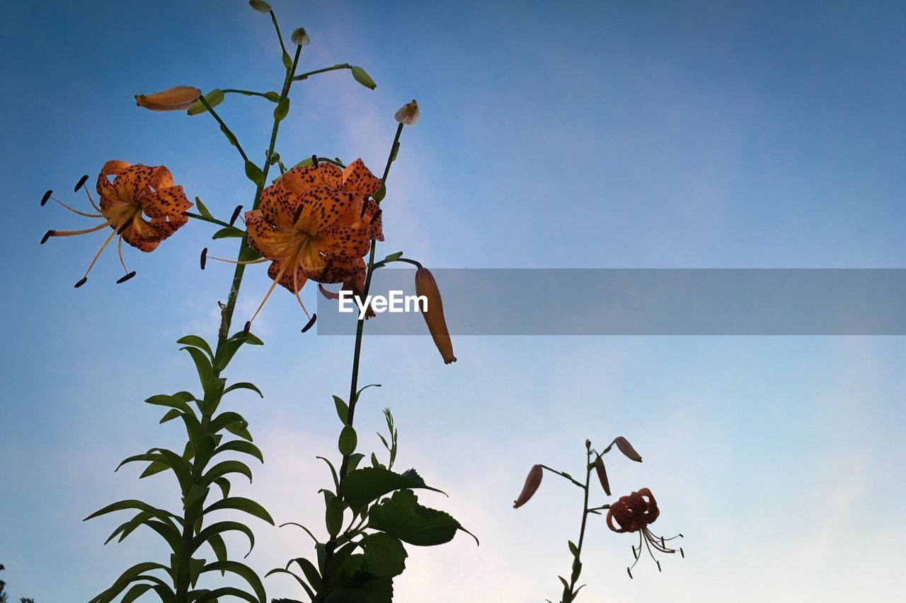 Low angle view of plant against clear sky