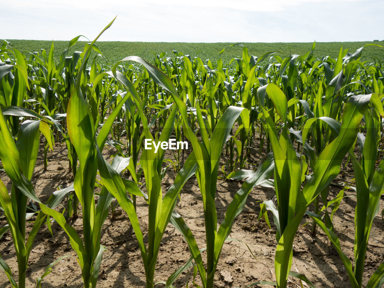 Plants growing on field