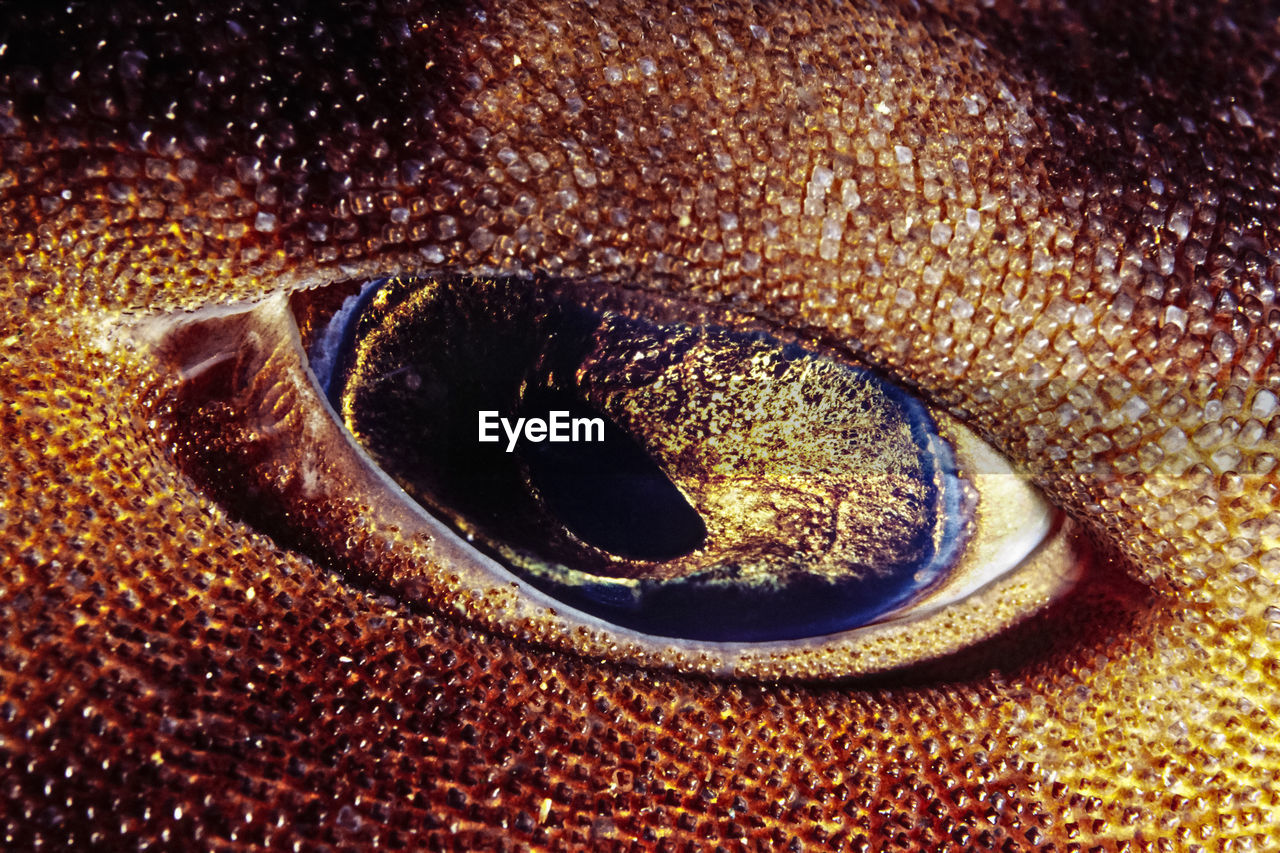 Swell shark eye. swell sharks have metal in eyes to see in the dark