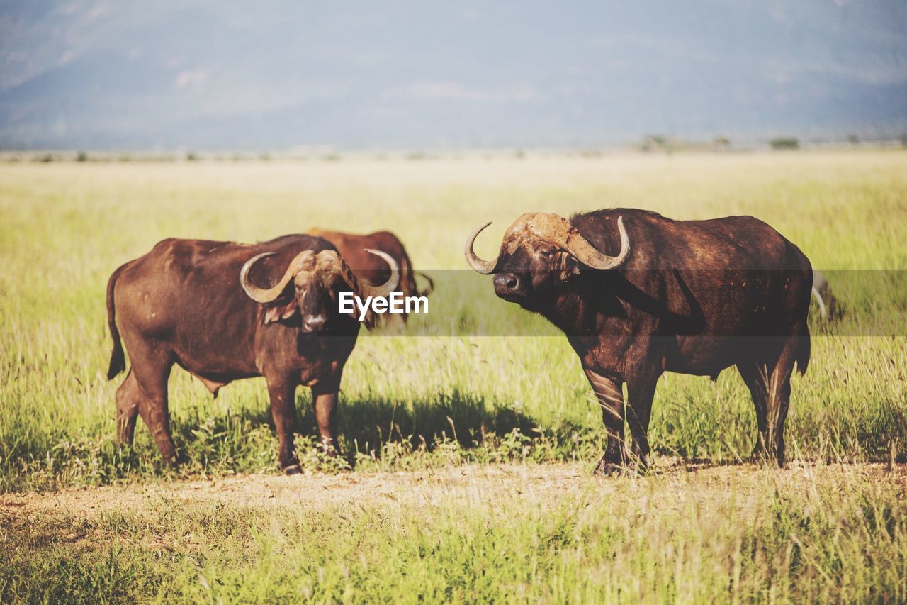 African buffaloes standing on grassy field