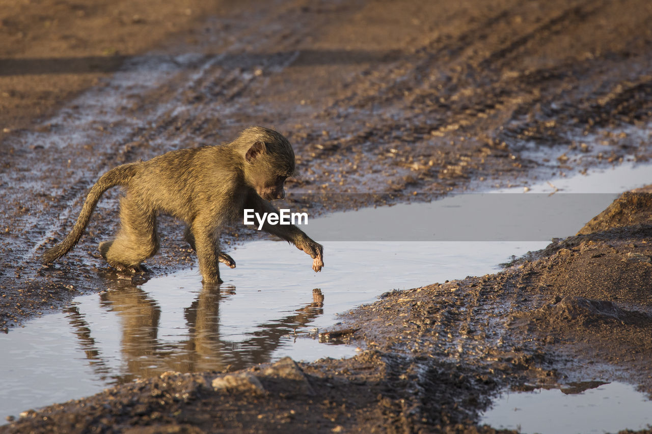 SIDE VIEW OF GIRAFFE DRINKING WATER