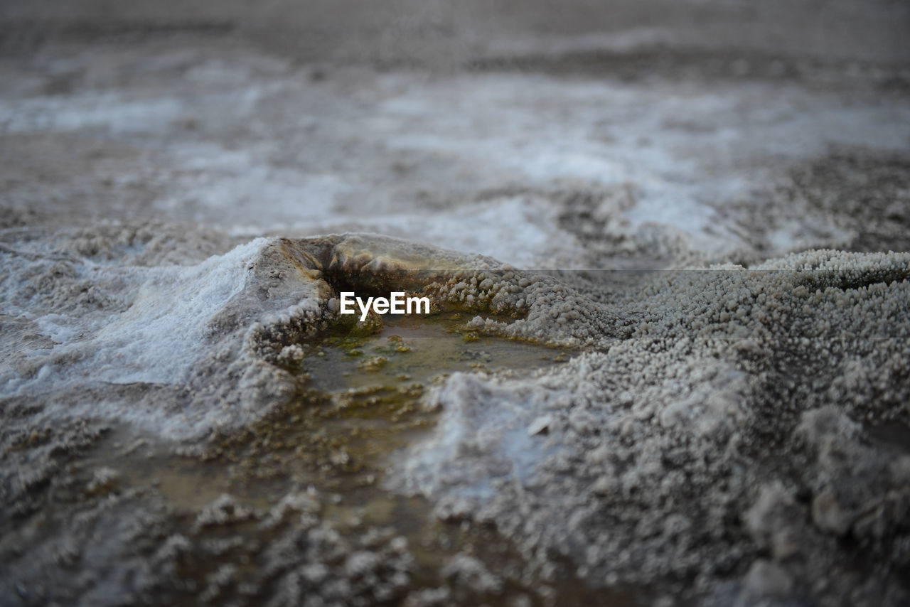 CLOSE-UP OF CROCODILE