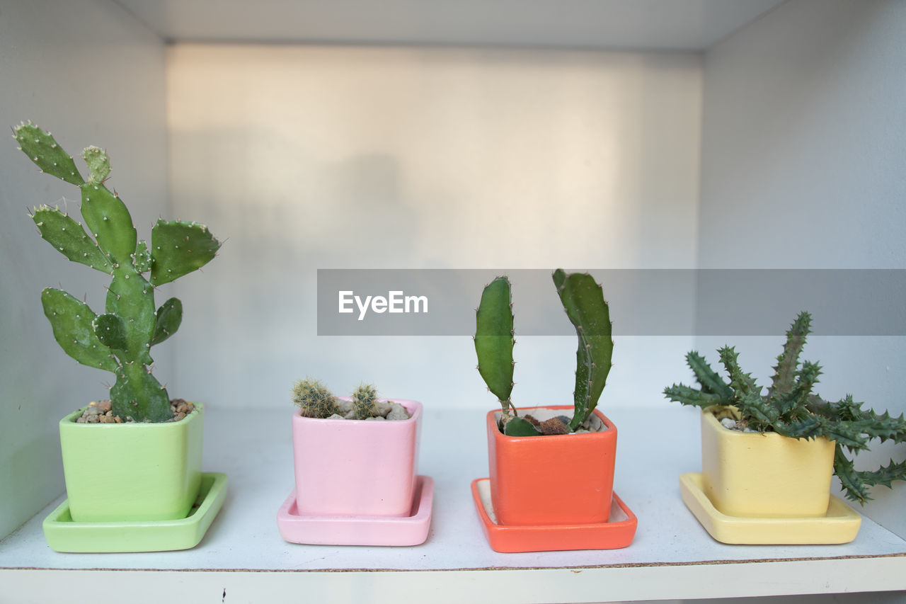 POTTED PLANTS ON TABLE AGAINST WALL