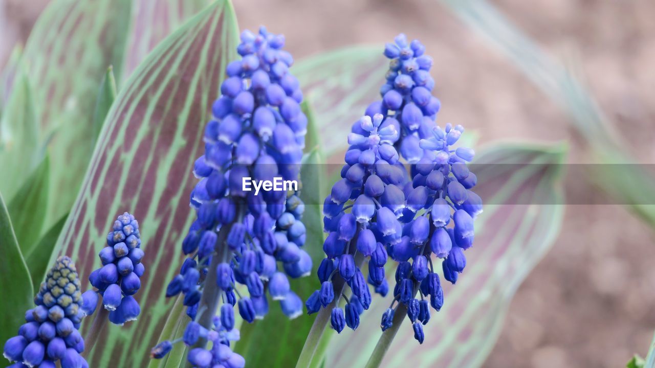 Close-up of purple flowers