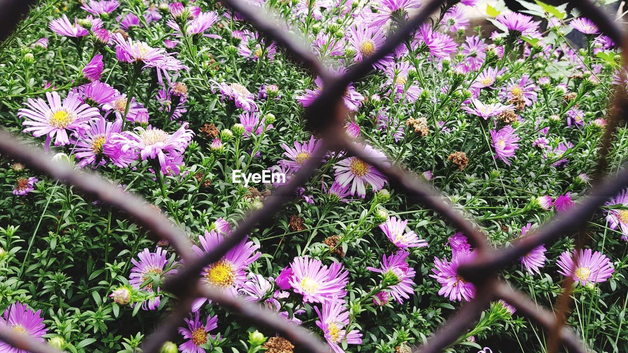 CLOSE-UP OF PURPLE FLOWERING PLANT IN FIELD