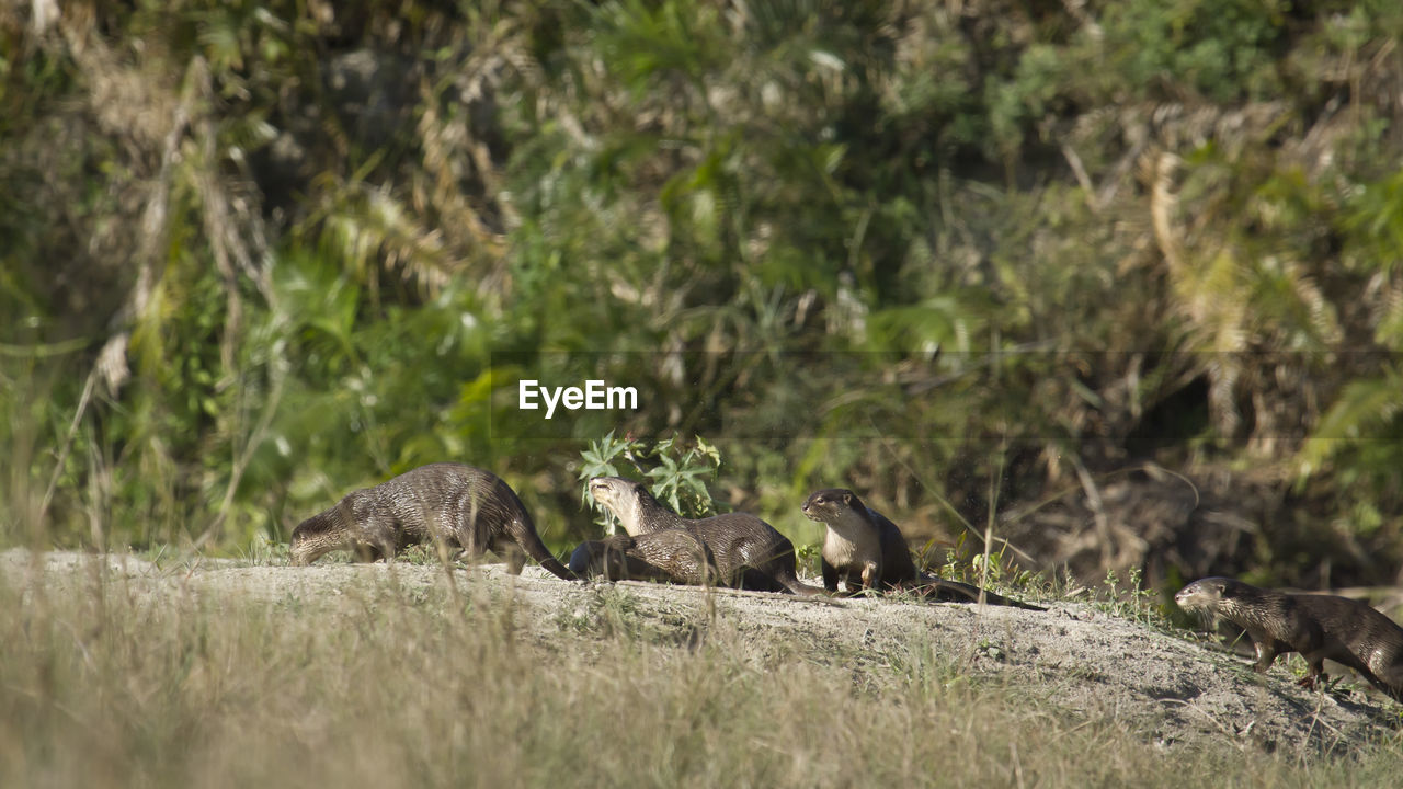 VIEW OF ANIMALS ON GROUND