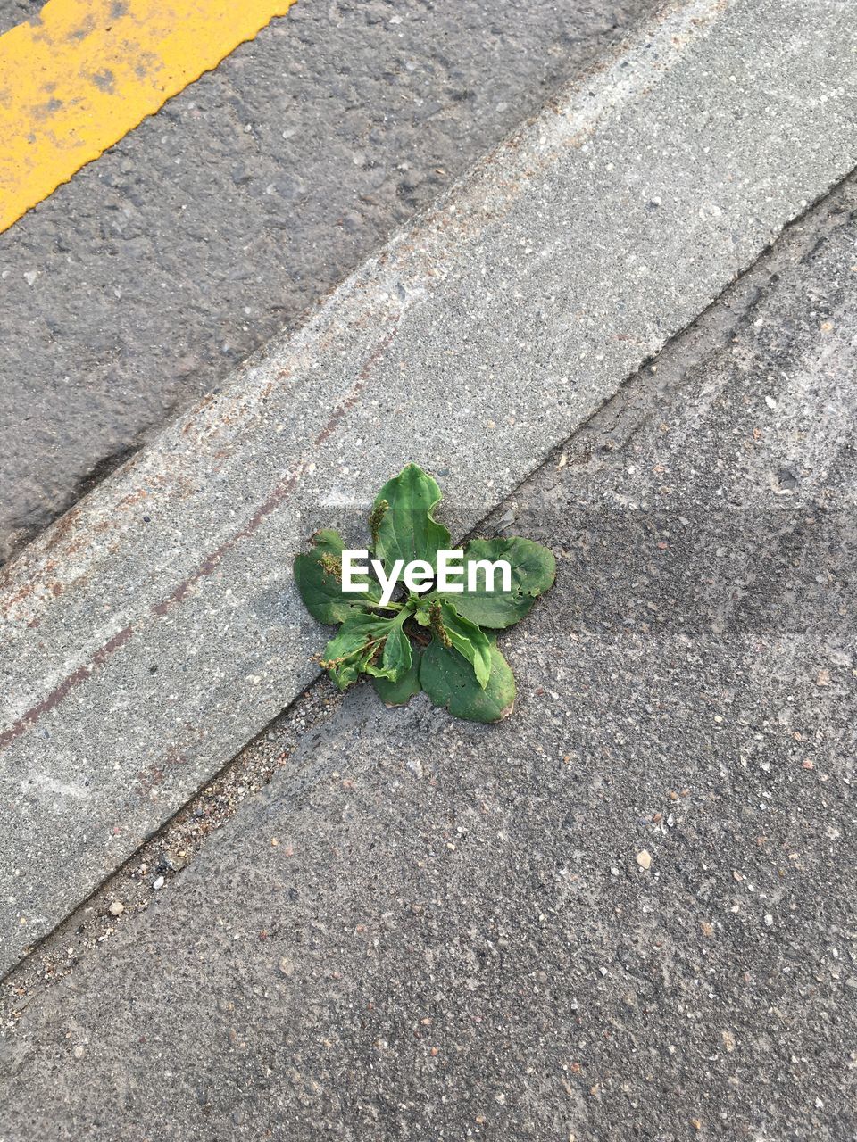 CLOSE-UP OF PLANT LEAF ON ROAD