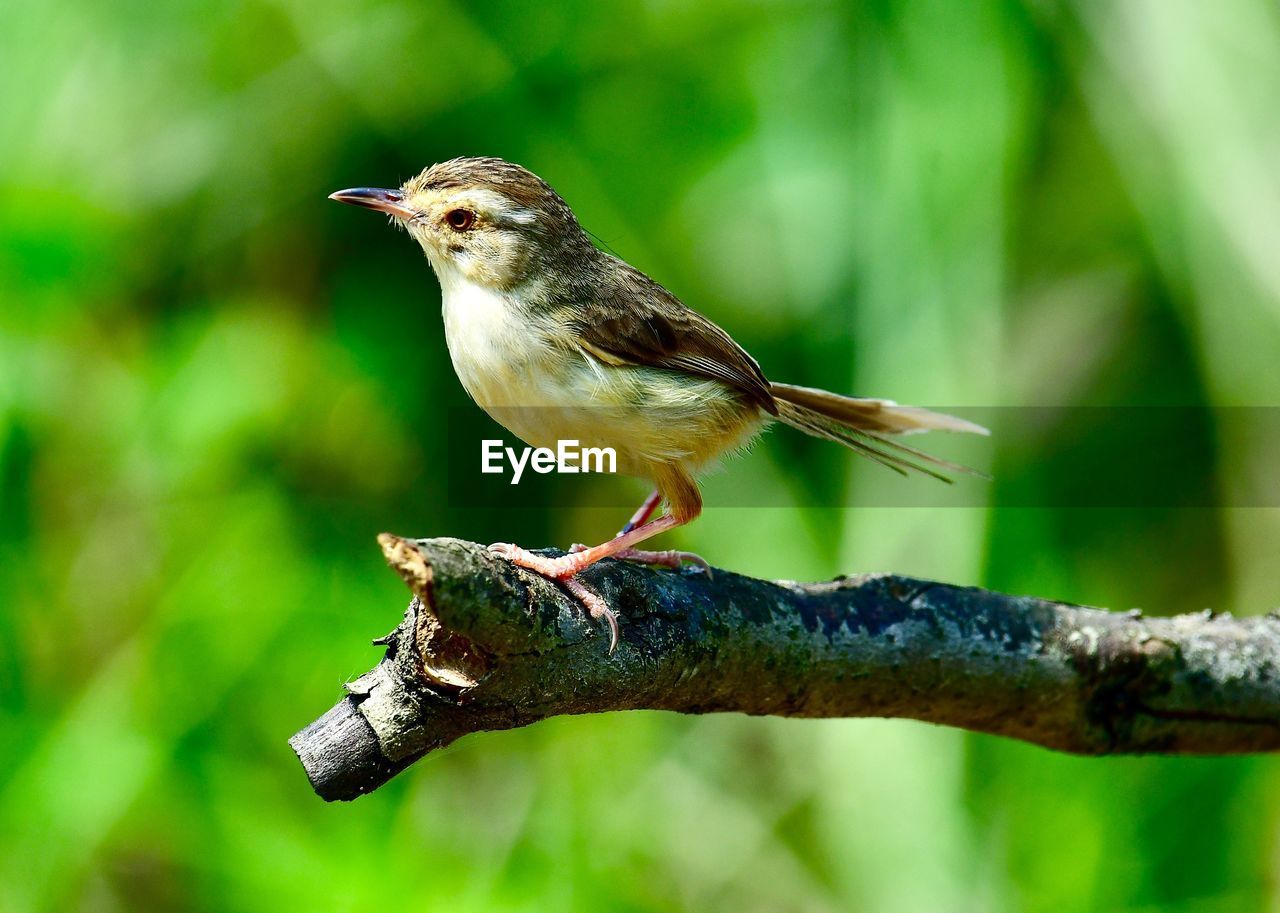 CLOSE-UP OF BIRD PERCHING ON TREE