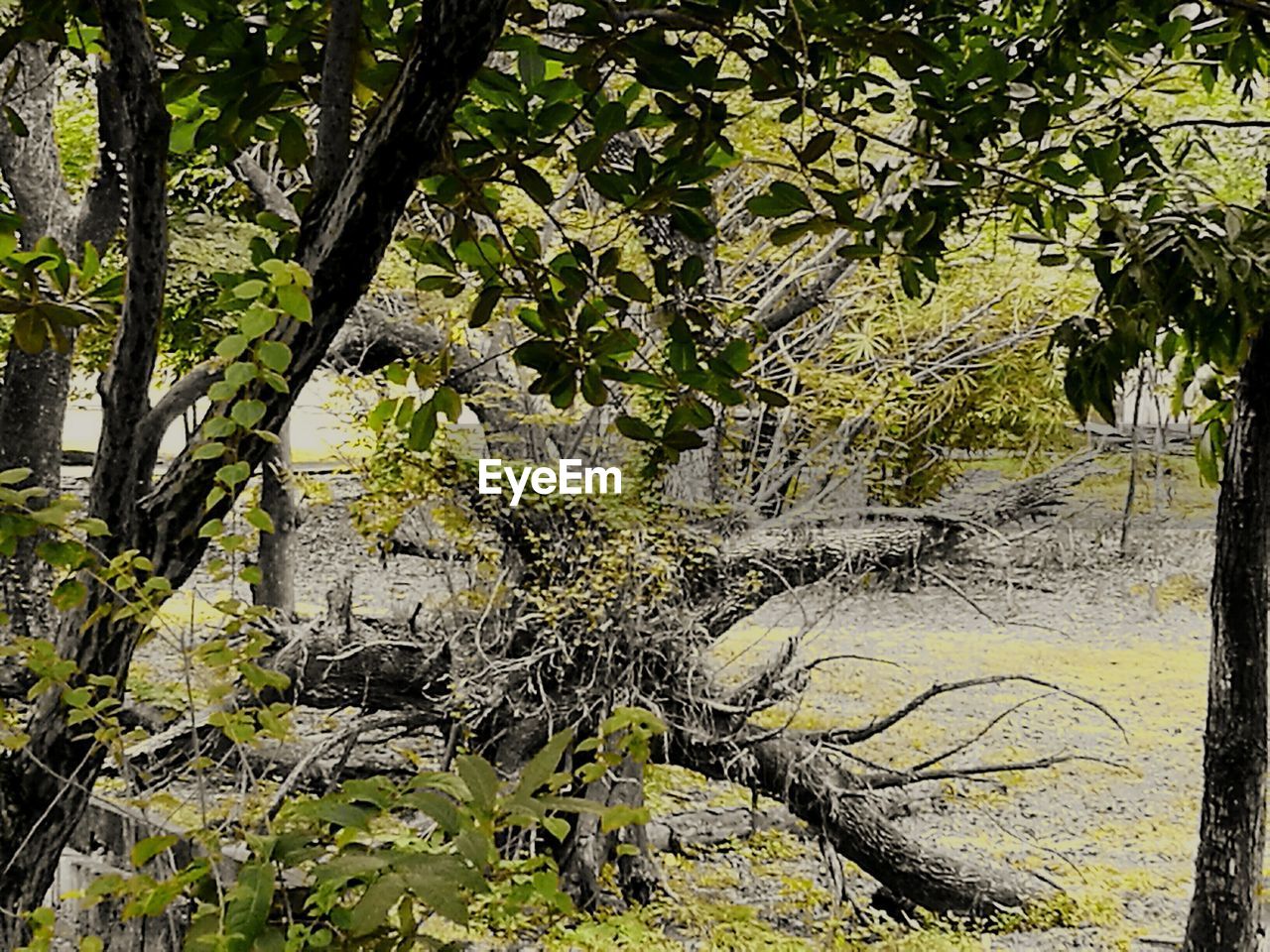 CLOSE-UP OF TREES