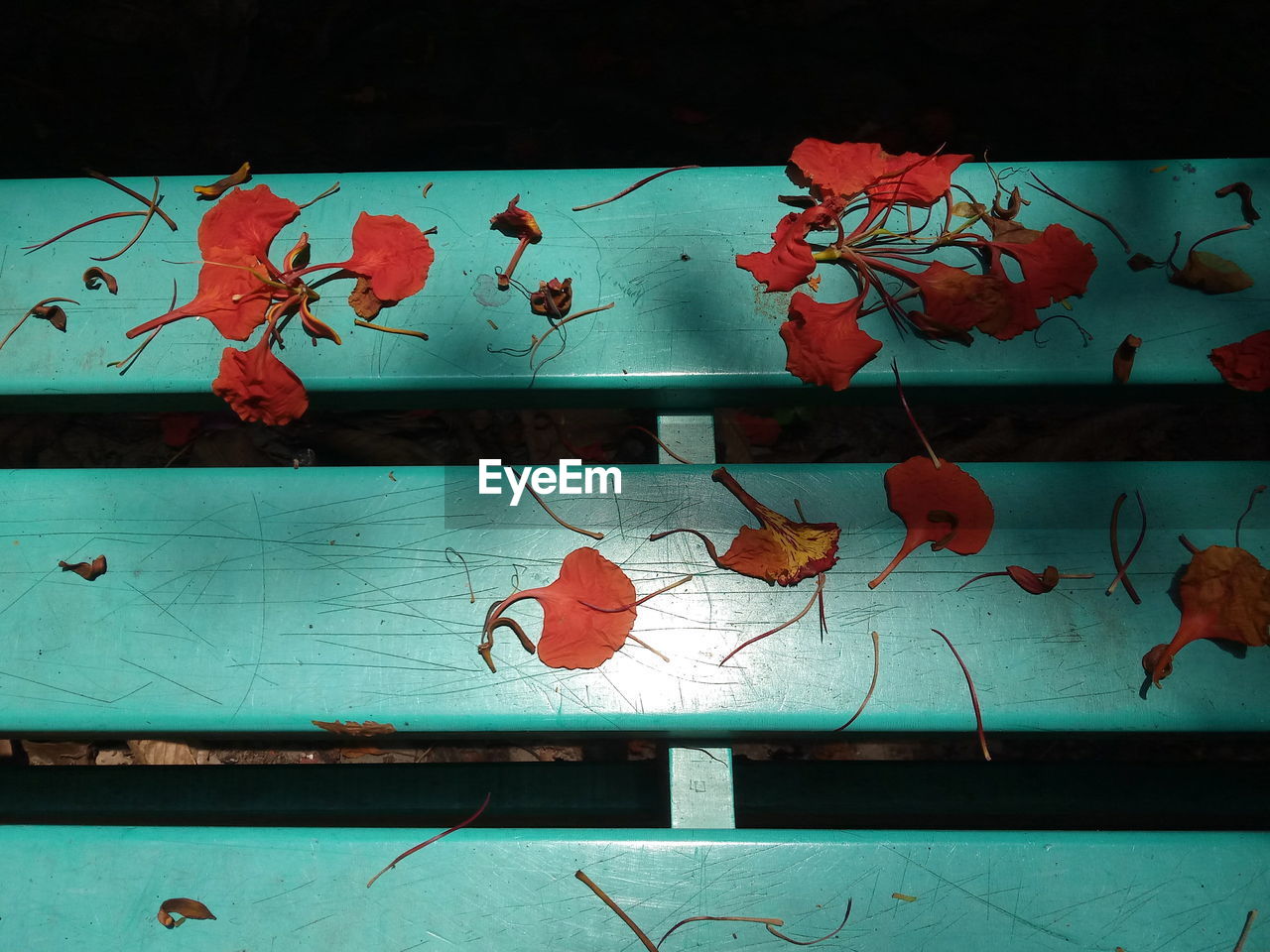 HIGH ANGLE VIEW OF MULTI COLORED LEAVES ON TABLE