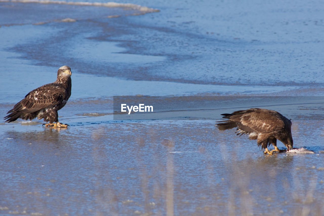 BIRDS ON A LAKE