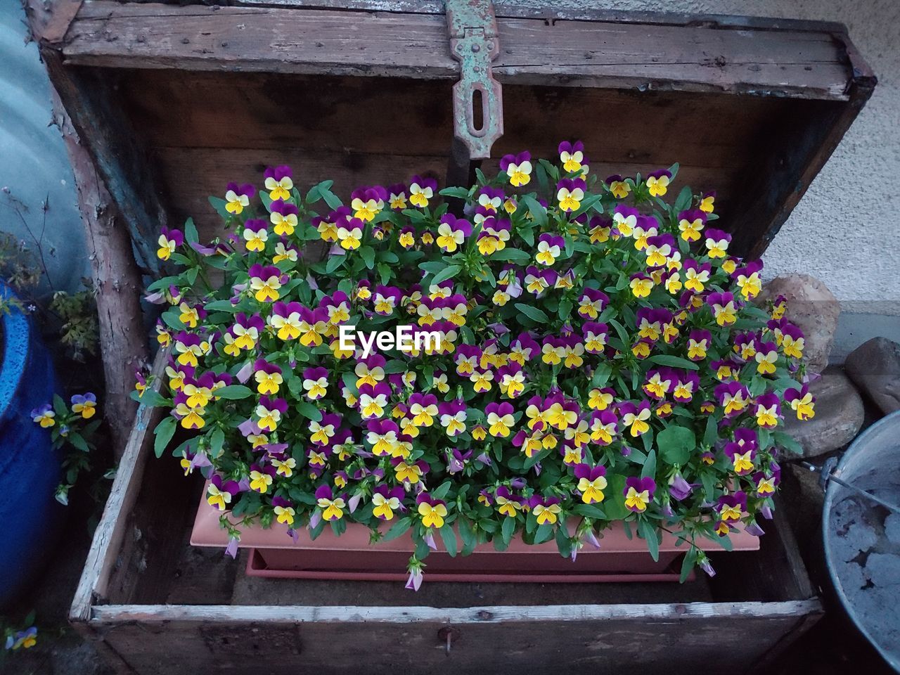 Close-up of flowering plants in pot