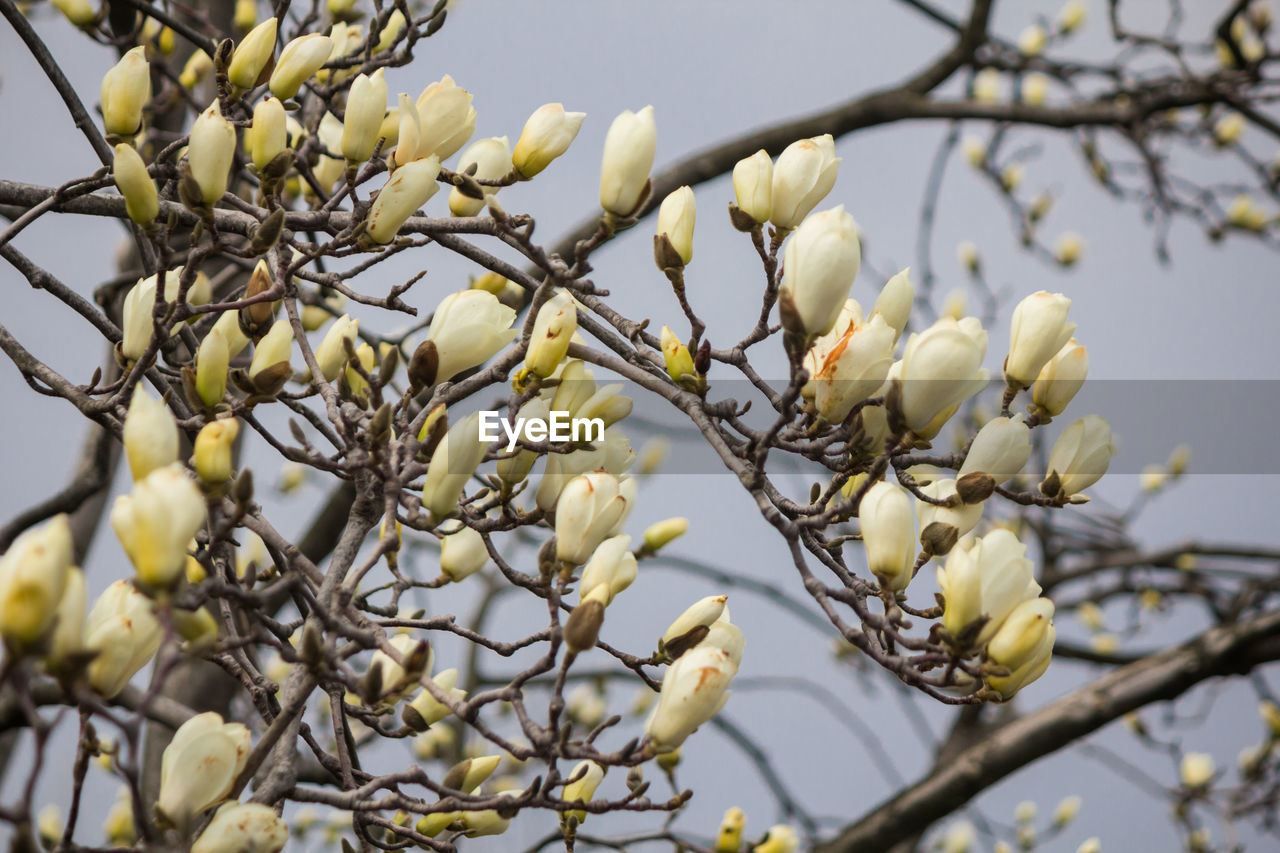 LOW ANGLE VIEW OF FRESH WHITE FLOWERS ON BRANCH