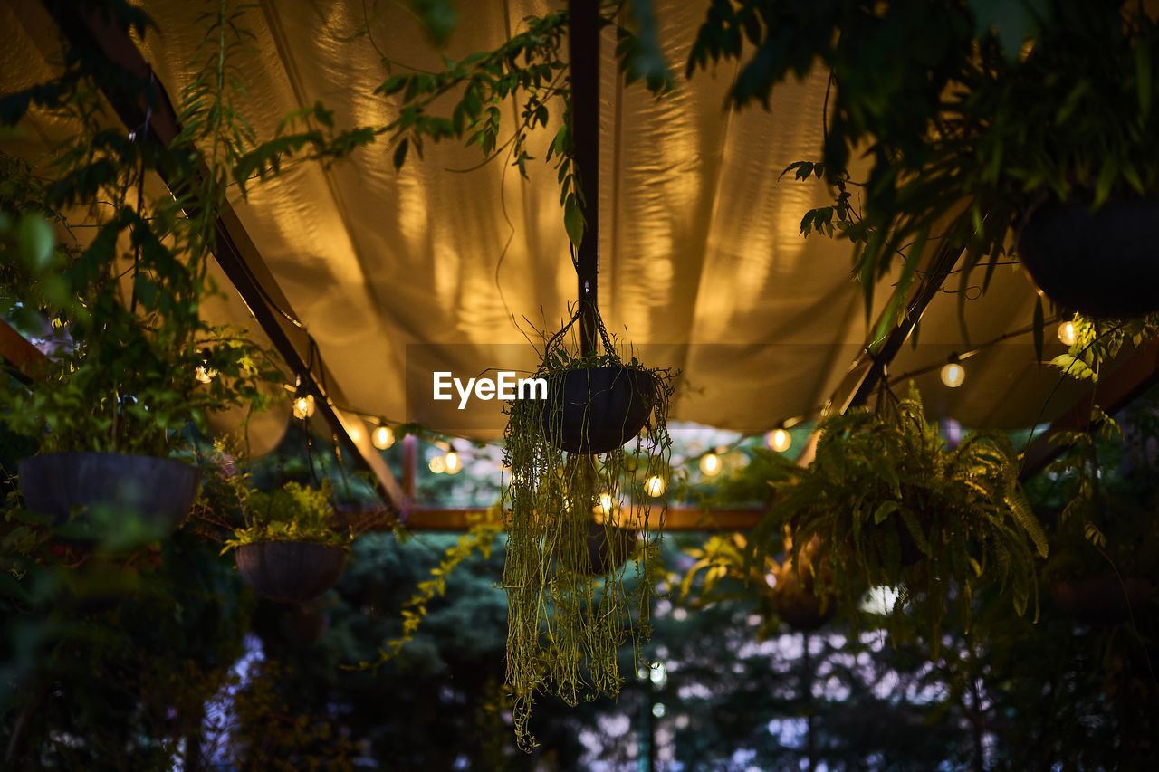 Close-up of  tree against plants