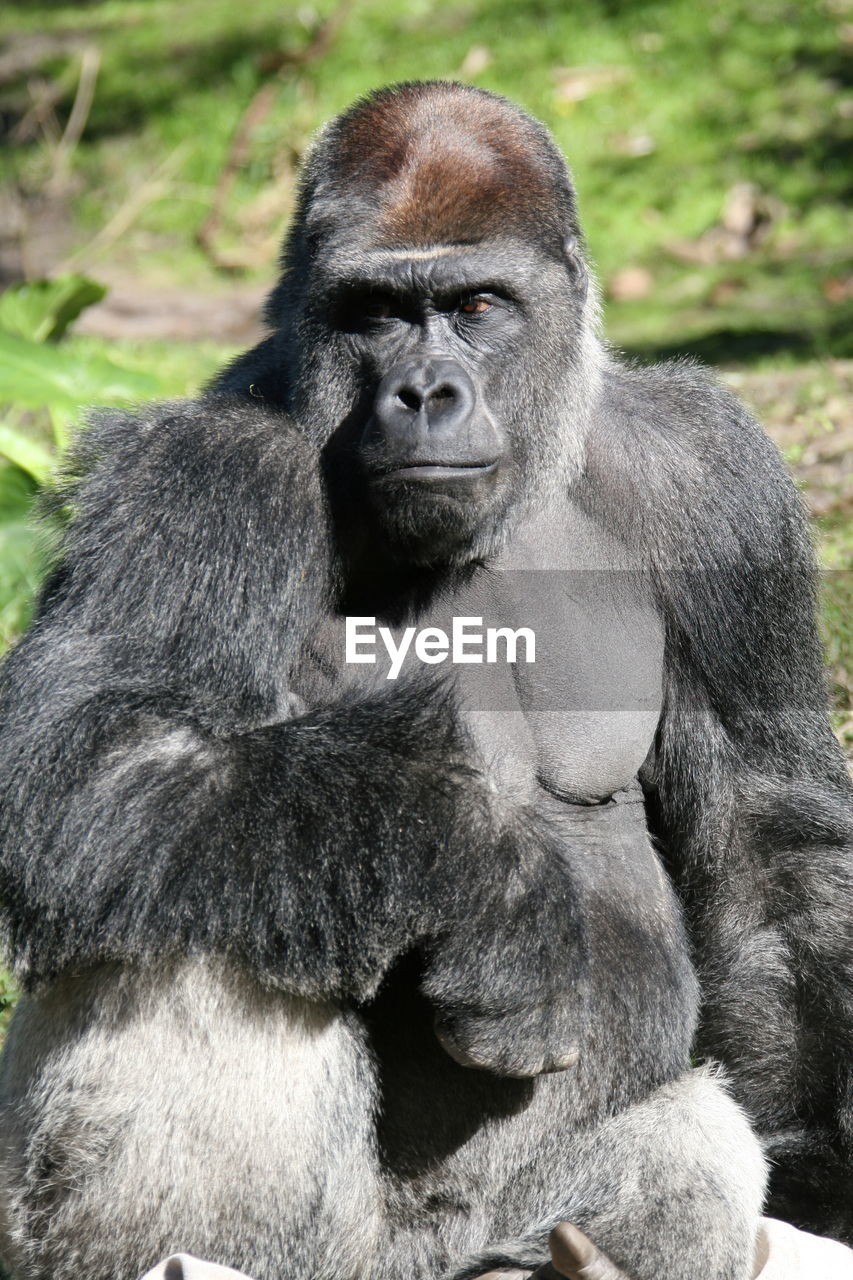 Close-up of gorilla sitting on field during sunny day