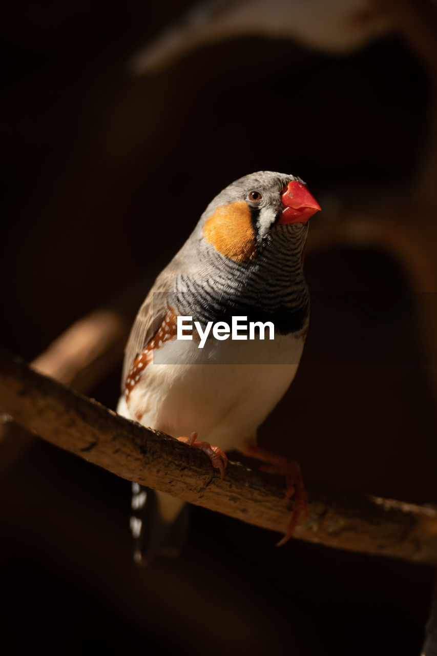 Male zebra finch on branch in sunlight