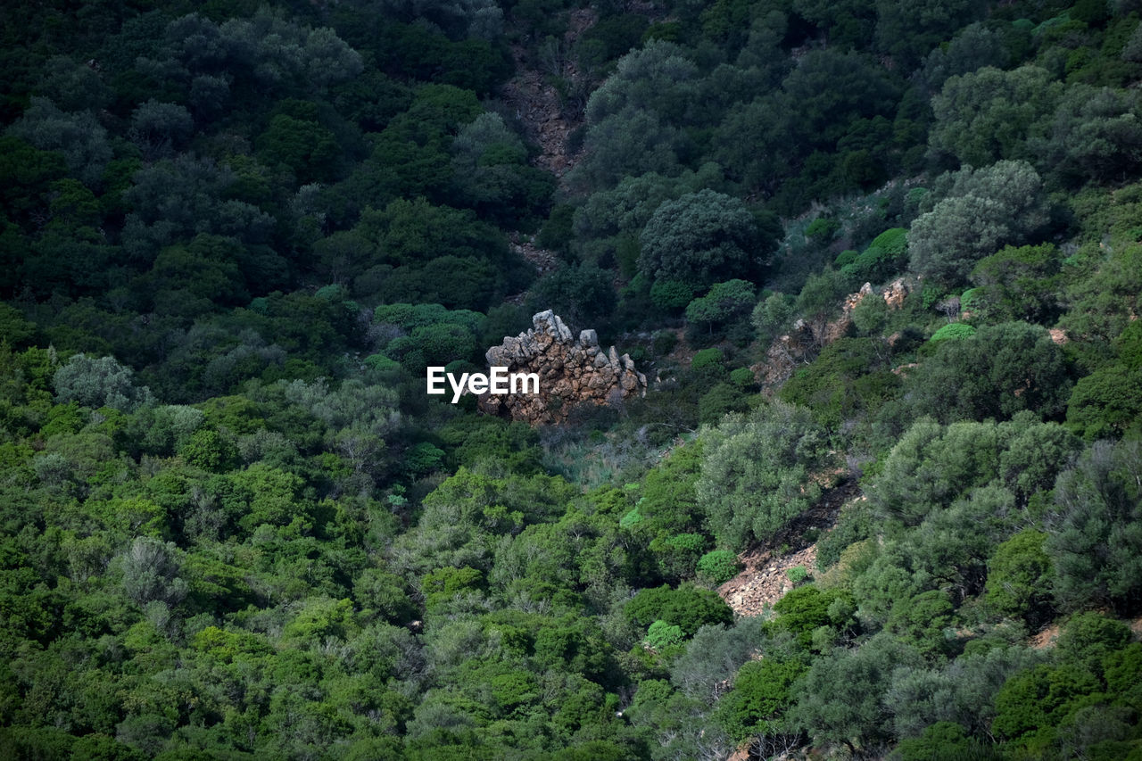 forest, plant, tree, rainforest, natural environment, vegetation, jungle, wilderness, growth, land, mountain, green, beauty in nature, scenics - nature, nature, no people, foliage, lush foliage, environment, landscape, high angle view, tranquility, hill station, old-growth forest, non-urban scene, outdoors, day, woodland, tranquil scene, valley, mountain range, architecture, travel destinations