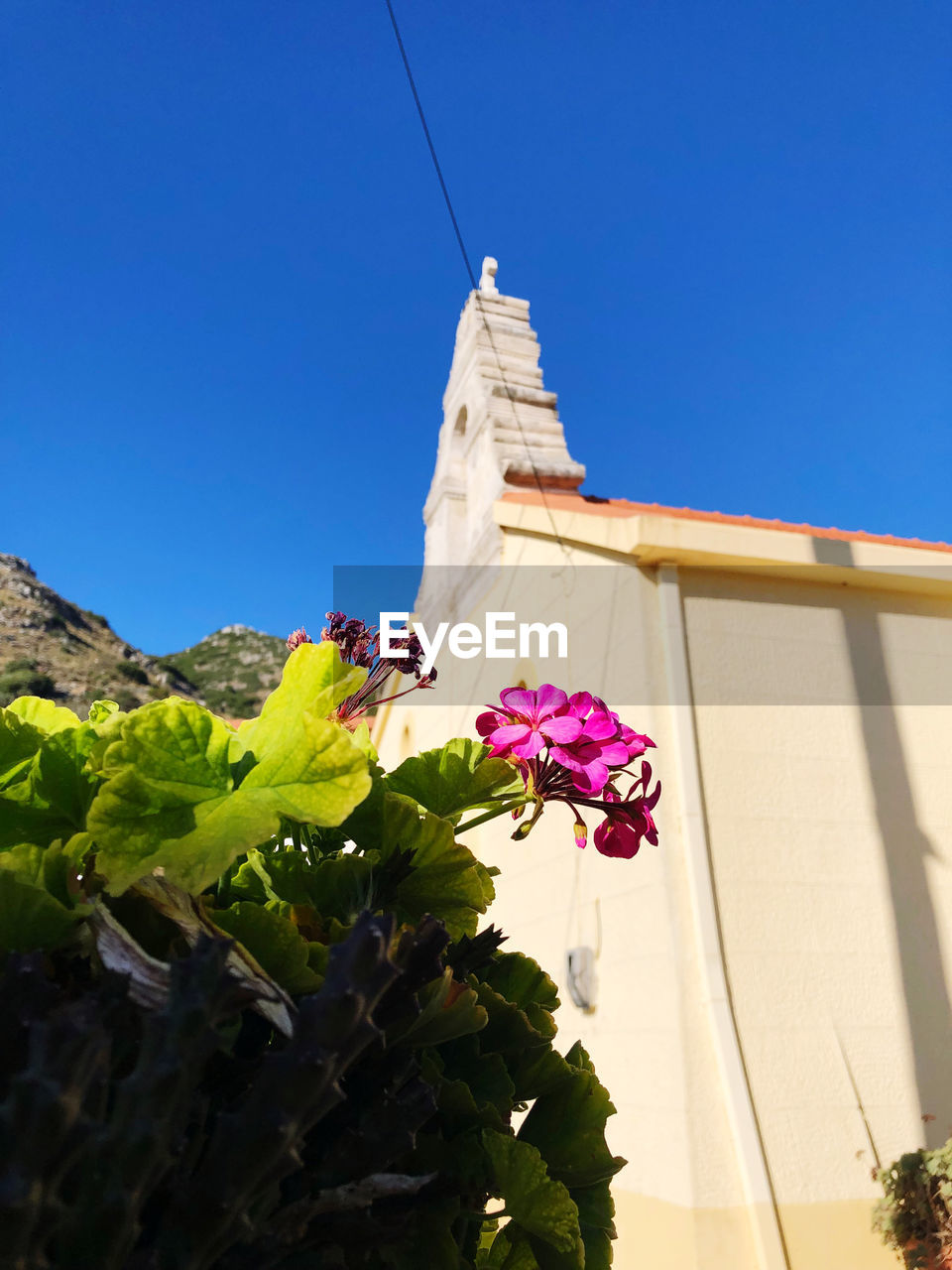 LOW ANGLE VIEW OF FLOWERING PLANT AGAINST BLUE SKY AND BUILDING