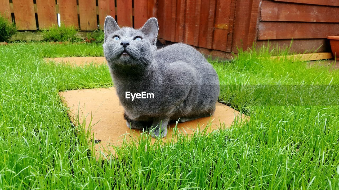 Cat sitting on stepping stone at grassy field in yard