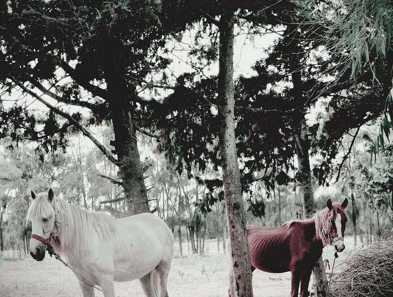 Horses tied to tree trunk in field