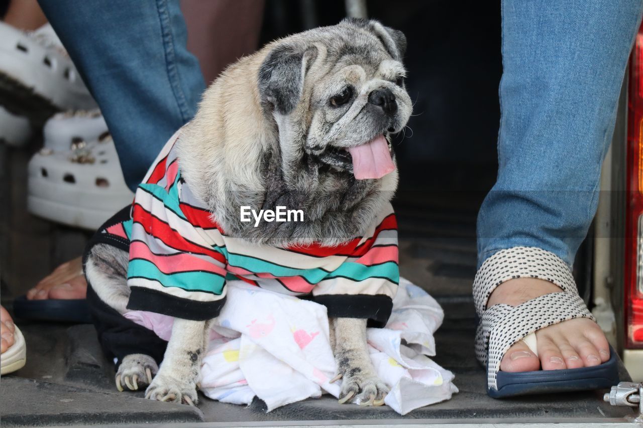 canine, dog, domestic animals, pet, mammal, one animal, animal, animal themes, pug, lap dog, low section, puppy, adult, one person, friendship, shoe, sitting, leash, lifestyles, human leg, casual clothing, clothing, pet leash, women