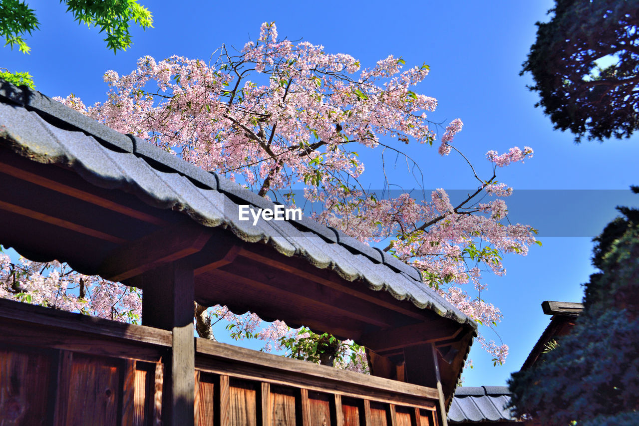 architecture, plant, flower, built structure, tree, building exterior, nature, building, sky, roof, flowering plant, house, blossom, no people, blue, springtime, culture, beauty in nature, tradition, outdoors, travel destinations, low angle view, cherry blossom, residential district, city, travel, clear sky, day, growth, tourism