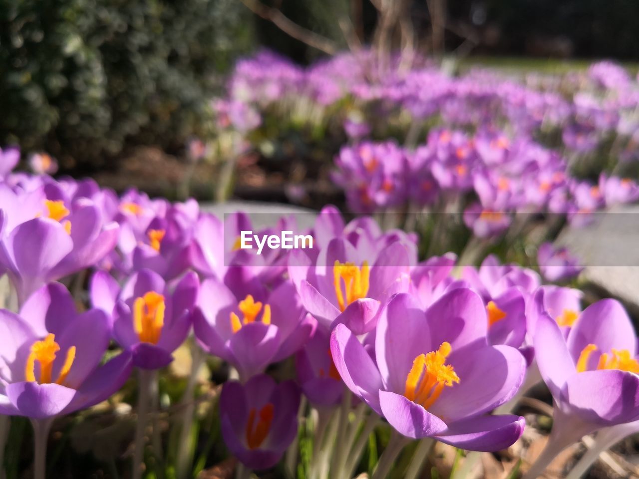 Close-up of purple crocus flowers