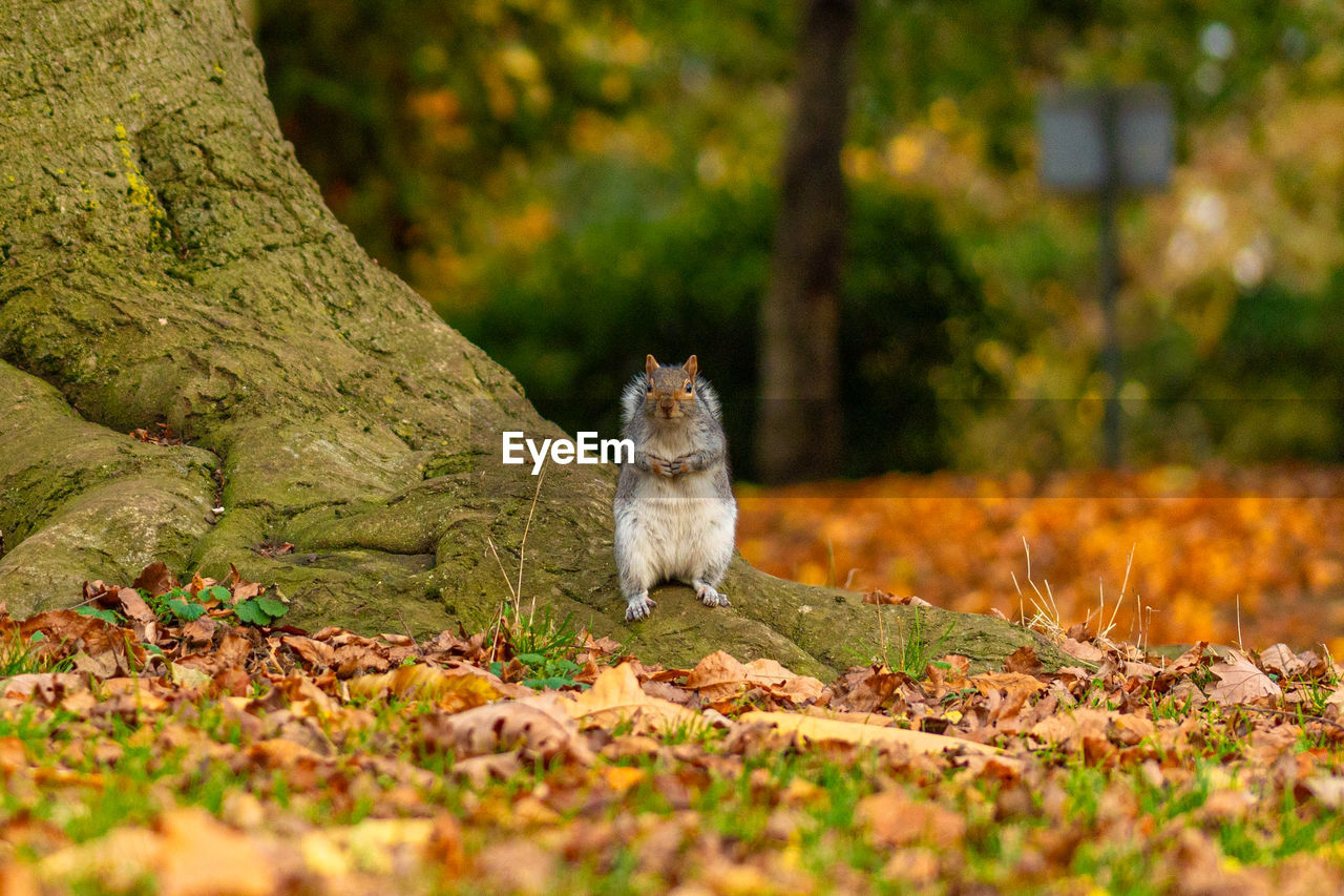 nature, autumn, animal, animal themes, one animal, leaf, wildlife, mammal, grass, squirrel, animal wildlife, tree, pet, no people, domestic animals, plant part, rodent, woodland, forest, plant, flower, selective focus, land, sitting, cute, outdoors, portrait, green, day, chipmunk, branch