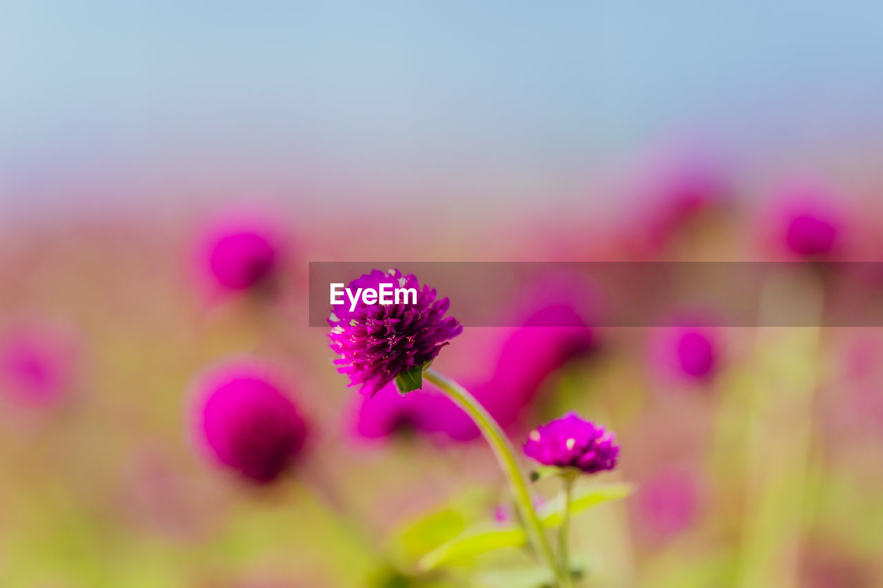 flower, plant, flowering plant, freshness, beauty in nature, nature, pink, close-up, macro photography, petal, purple, summer, no people, growth, blossom, multi colored, selective focus, environment, medicine, field, fragility, wildflower, sky, outdoors, flower head, focus on foreground, defocused, plant stem, inflorescence, landscape, land, springtime, food, pastel colored, food and drink, sunlight, herbal medicine, tranquility, copy space, vibrant color, blue, herb, garden cosmos, backgrounds, magenta, botany, scenics - nature, meadow, macro, healthcare and medicine, flowerbed, environmental conservation, plain, plant part, social issues, green