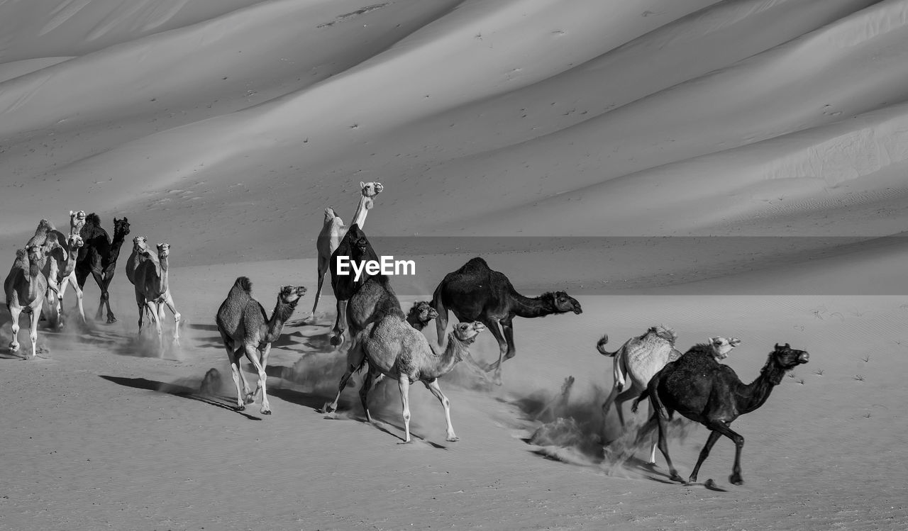 Camels running on sand at desert