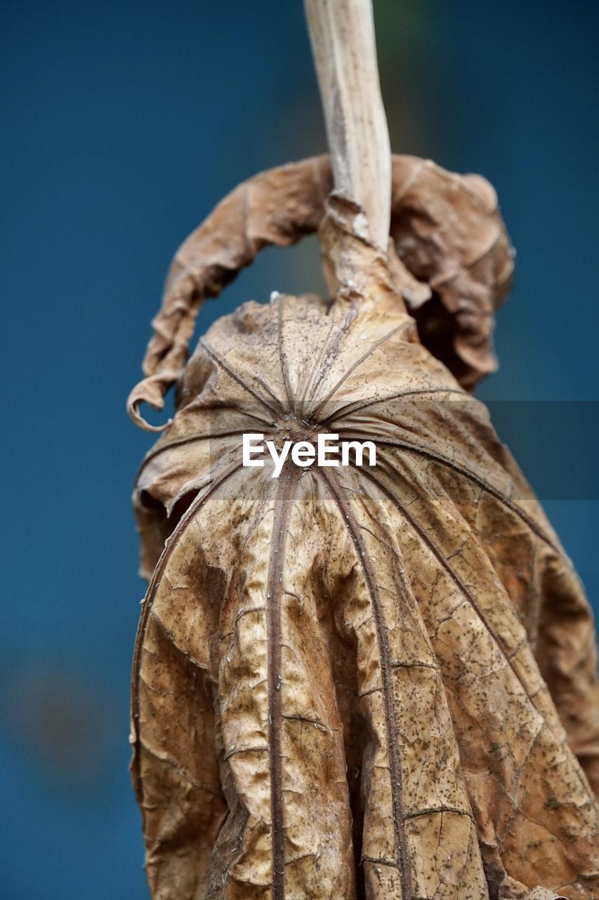 Dried papaya leaf hanging in the plant against blue background. low angle view of dry plant.