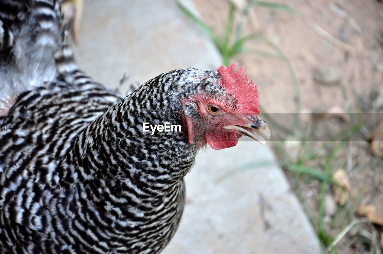 High angle view of hen at farm