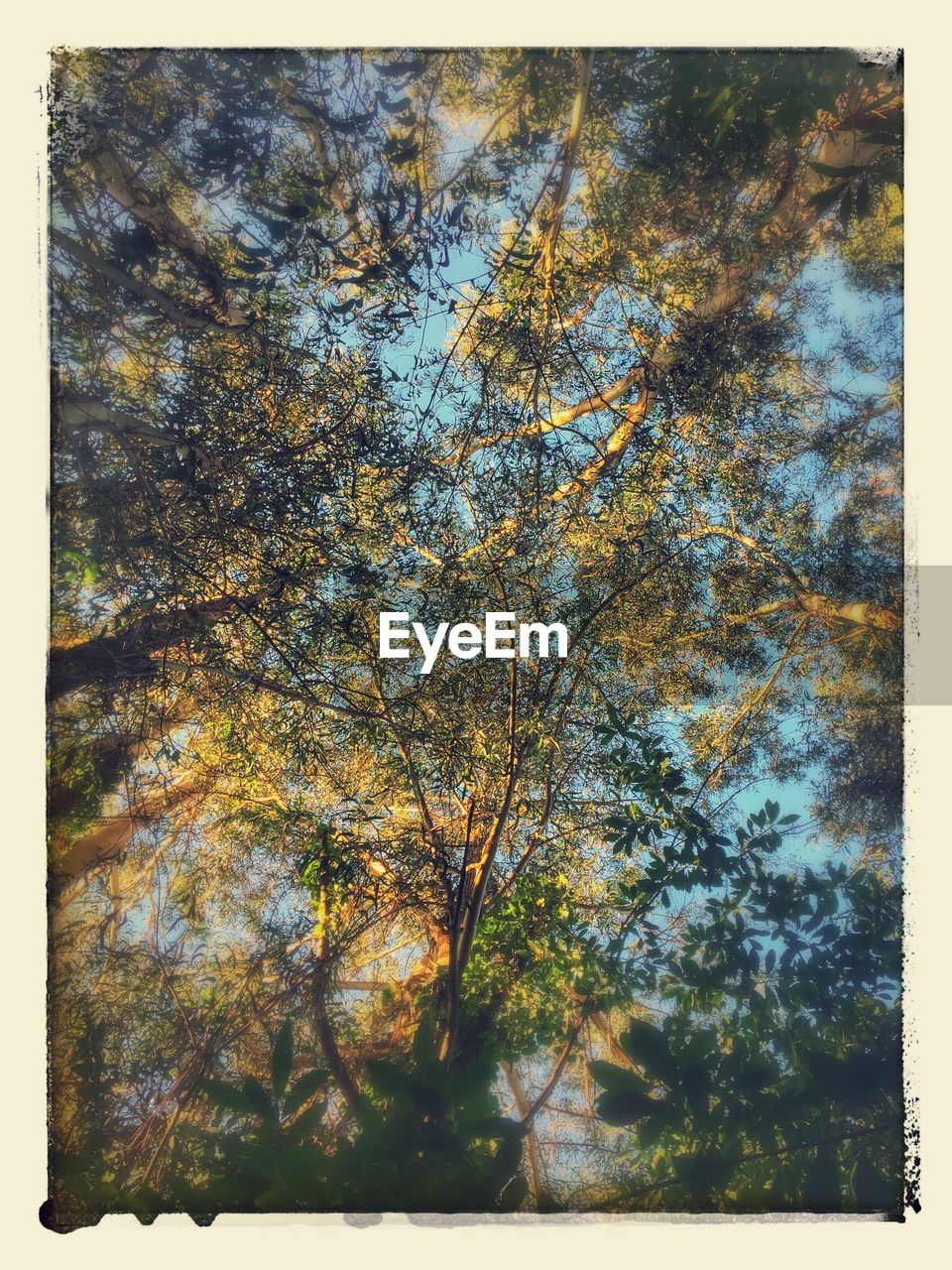 LOW ANGLE VIEW OF TREES IN AUTUMN