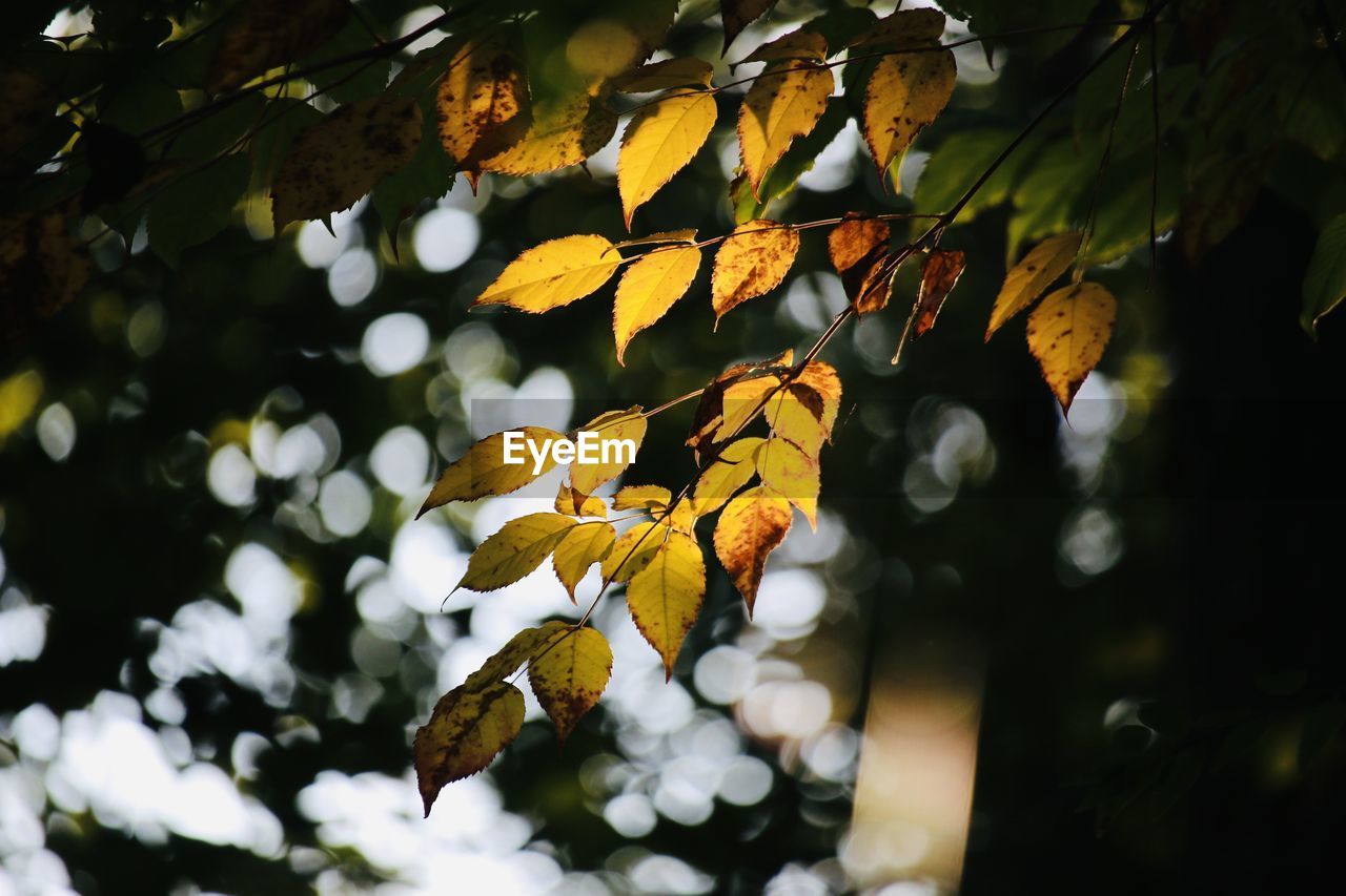 CLOSE-UP OF LEAVES ON TREE