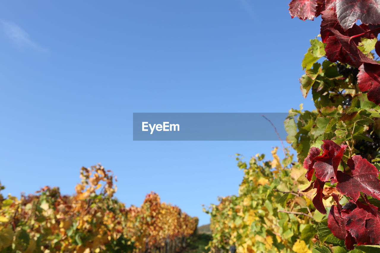 LOW ANGLE VIEW OF RED FLOWERING PLANTS AGAINST CLEAR BLUE SKY