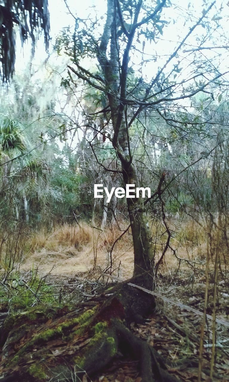 VIEW OF TREES IN FOREST